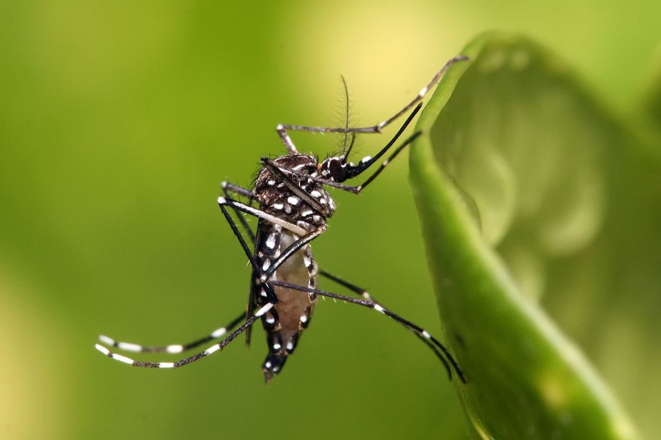 vietnam dengue cases increase 11 during 6 months