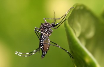 Vietnam: Dengue cases increase 11% during 6 months