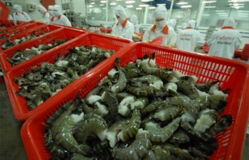Australia agrees to re-import processed shrimps from Vietnam