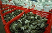 china to become second largest importer of vietnam shrimp