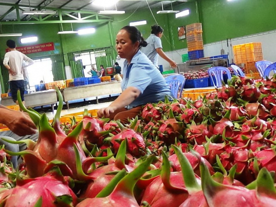 fruit vegetable exports grow strongly exporters still worry