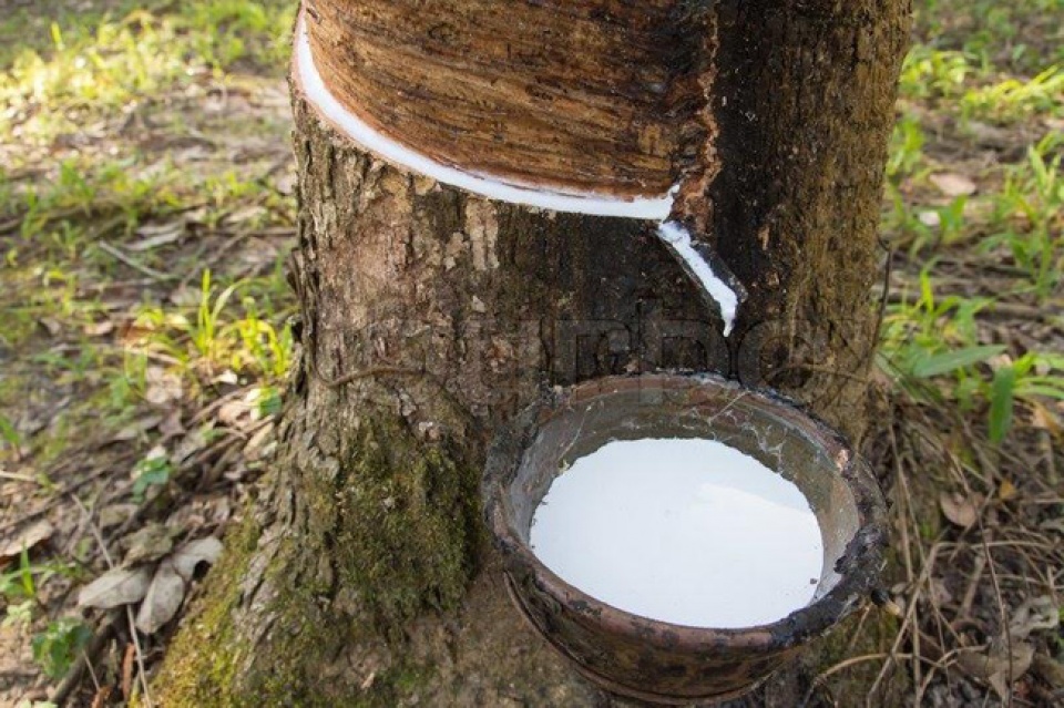workshop promotes sustainable rubber planting