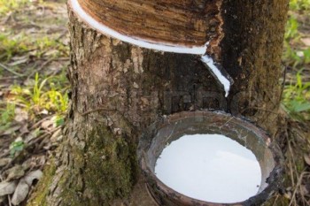 Workshop promotes sustainable rubber planting