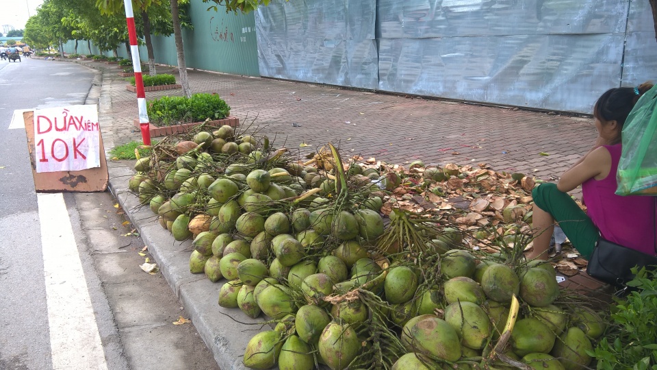 coconut farming languishing