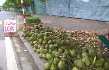 Coconut farming languishing