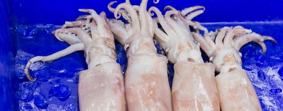 cuttlefish octopus exports to rok up 405