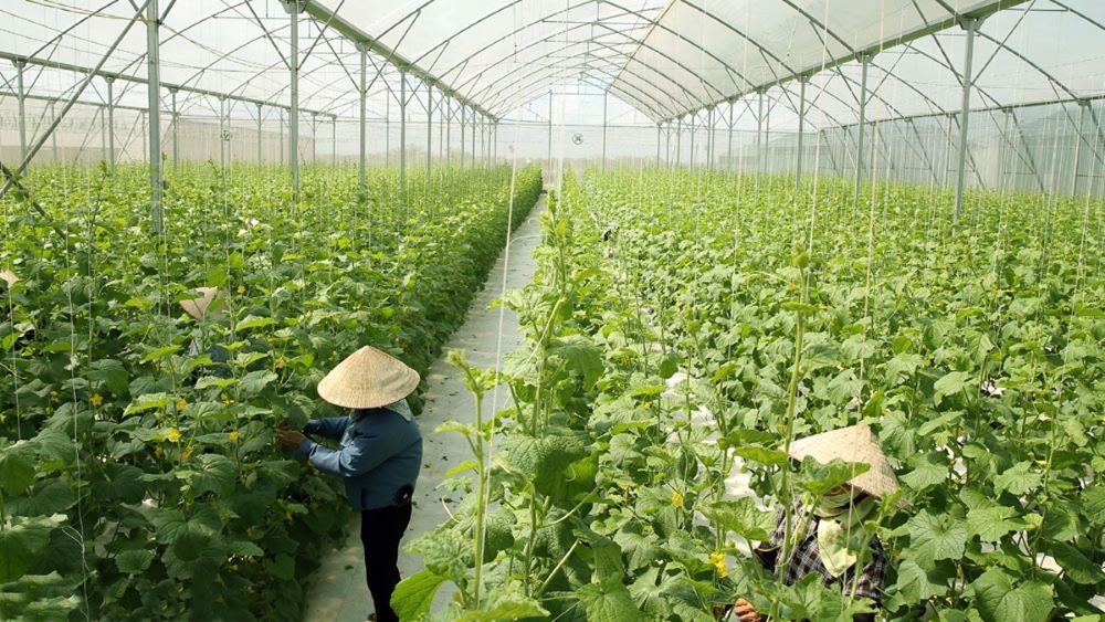 Sản xuất Nông nghiệp công nghệ cao tại hợp tác xã rau sạch Yên Dũng