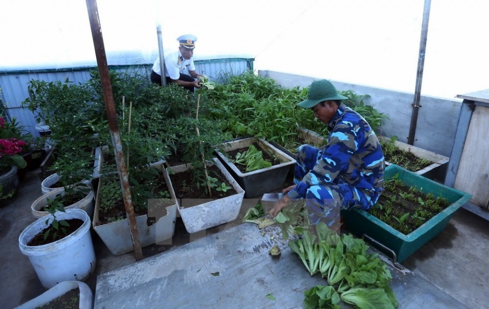 vegetable gardens green truong sa archipelago