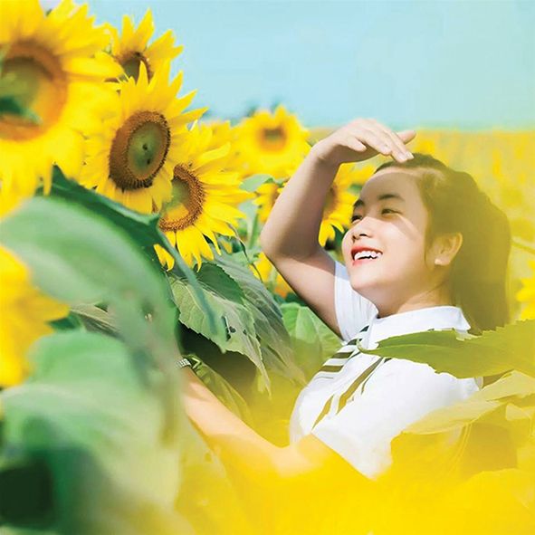 nghe an ready for the sunflower festival 2019
