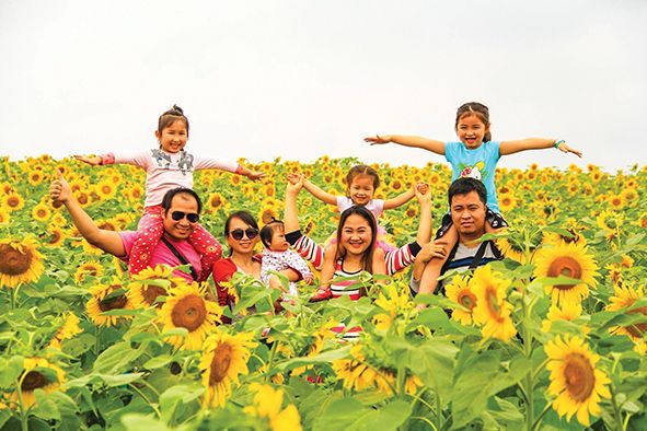 Nghe An ready for the Sunflower Festival 2019 nghe an ready for the sunflower festival 2019