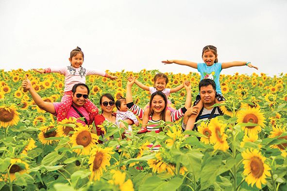 nghe an ready for the sunflower festival 2019