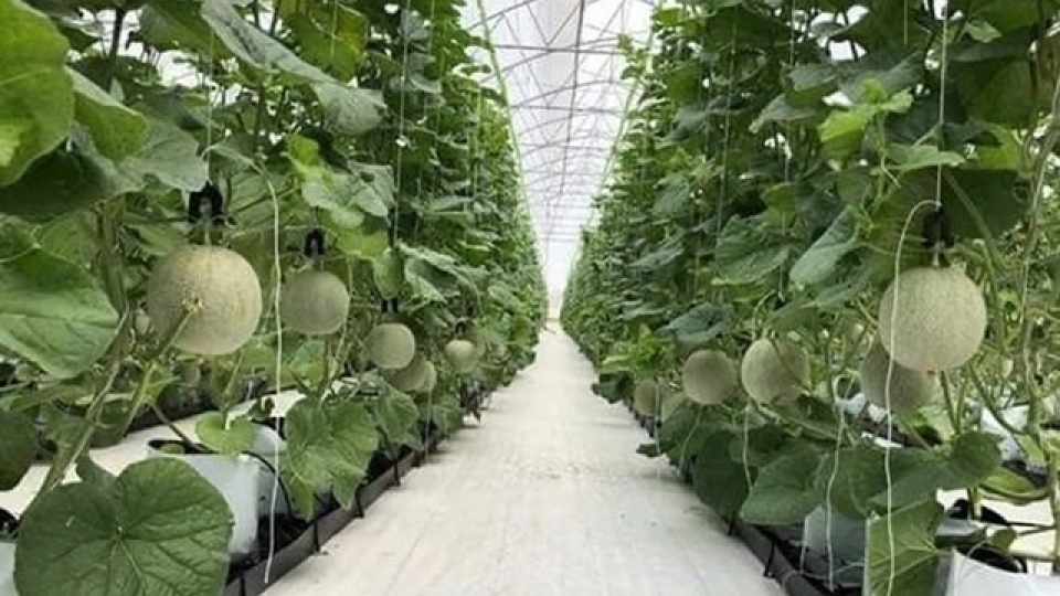 sustainable development of hi tech agriculture