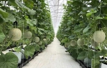 Sustainable development of hi-tech agriculture