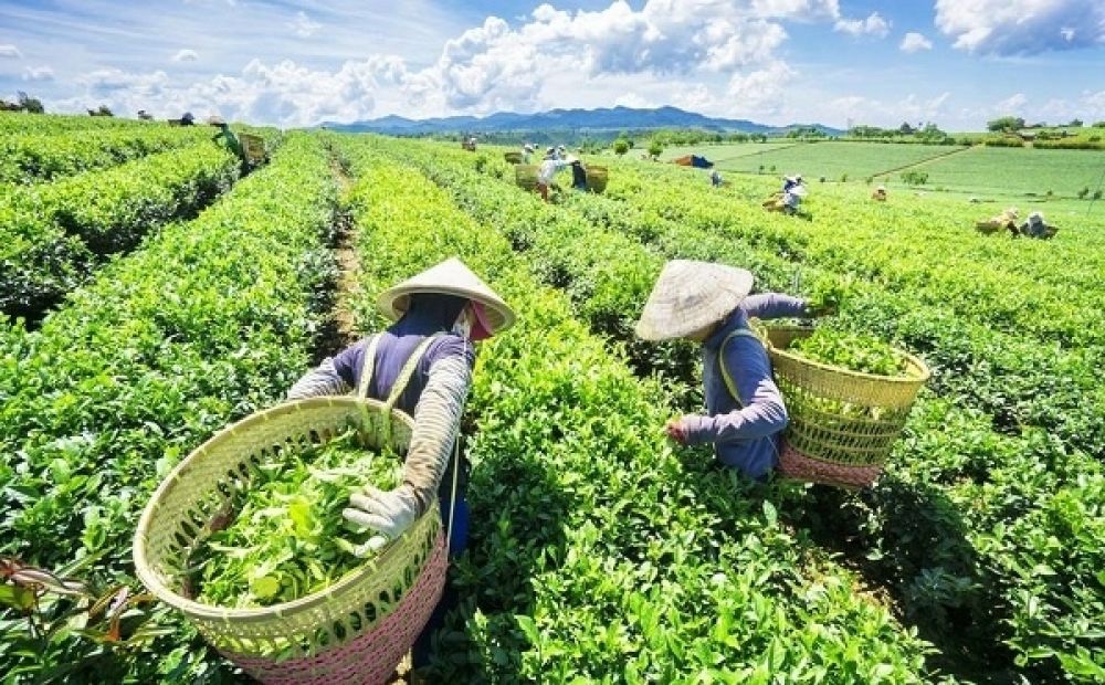 Vietnam exported a total of 137,000 tonnes of tea worth US$220 million throughout 2020, representing a decline of 0.4% in volume and 6.8% in value compared to the previous year