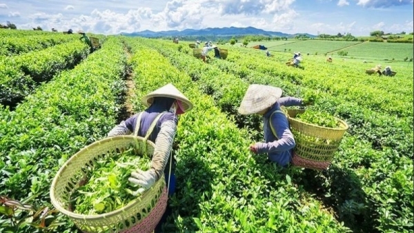 Vietnamese tea proves popular in Pakistan: Import and Export Department