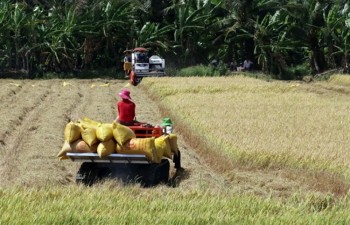 Mekong Delta enjoys good start to rice harvest