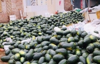 Qatari Embassy supports Vietnamese watermelon farmers