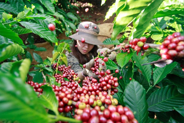 Coffee sector to boost exports on EVFTA incentives