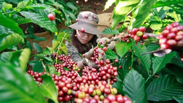 Coffee sector to boost exports on EVFTA incentives
