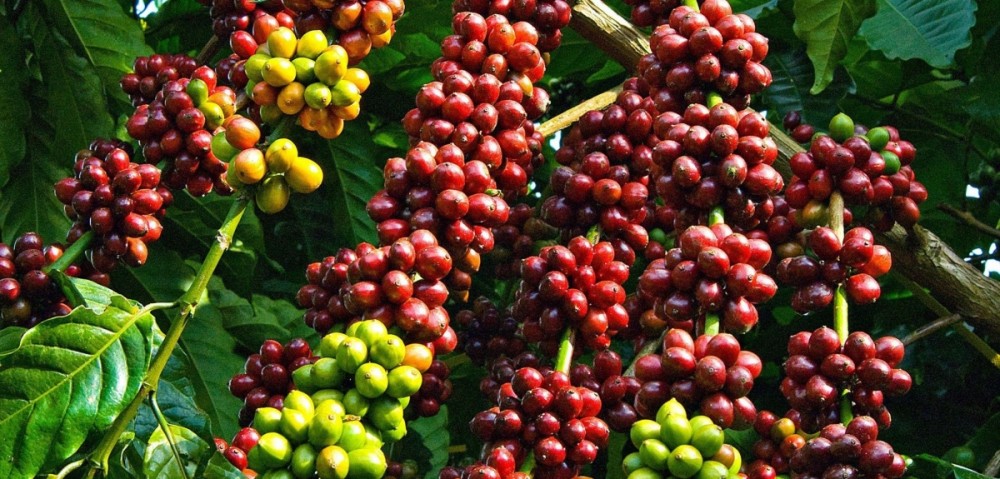 Coffee is one of Vietnam's hard currency earners.(Illustrative image)