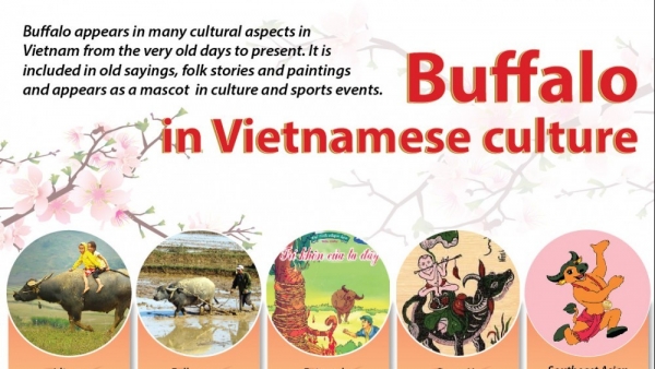 Buffalo in Vietnamese culture: From old sayings to a mascot in culture and sports events