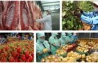 Farm produce exports face RoK’s rigid rules