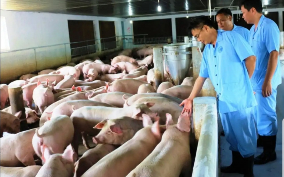 african swine fever spreads to nine provinces