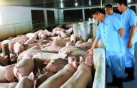 African swine fever spreads to nine provinces