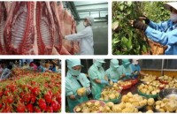 vietnam becomes second largest exporter of lychees