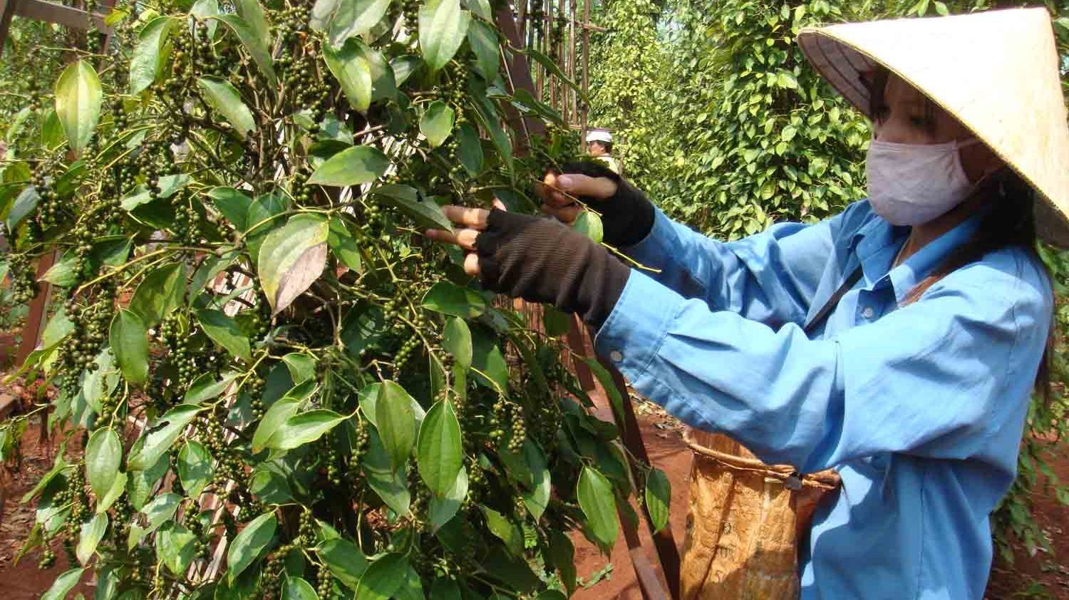 removing difficulties for pepper production