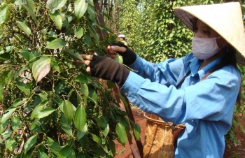 Removing difficulties for pepper production