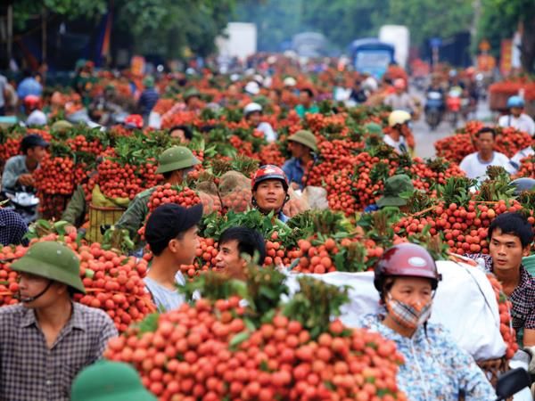 export of fresh lychees to japan faces hurdles in face of covid 19
