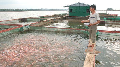 tra fish industry may fully recover in q3 directorate
