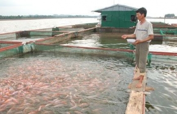 Tra fish industry may fully recover in Q3: Directorate