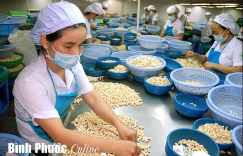 Vinacas recommends cashew enterprises to trade carefully to avoid potential losses