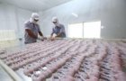 agricultural sector keen to capitalise on evfta opportunities ministry