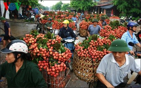 japanese experts to inspect fresh lychee exports in vietnam