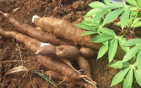 cassava exports skyrocket during five month period