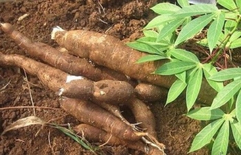 Cassava exports skyrocket during five-month period