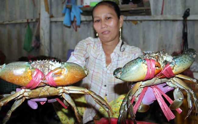 four month crab exports increase sharply to 445 million usd
