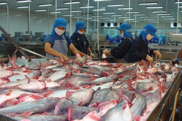 Tra fish exports to EU see a sharp fall due to COVID-19 pandemic
