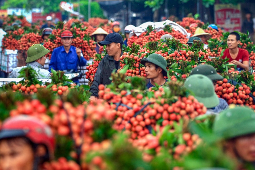 Vietnam unique lychee market in full swing