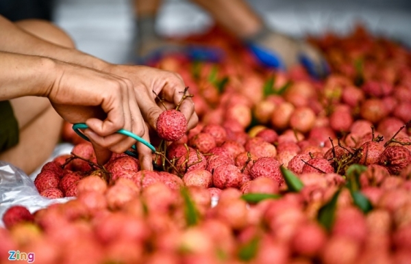 Bac Giang earns 300 million USD from lychee this year
