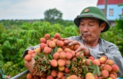 Vietnam’s GDP forecast to grow 3.8 percent this year