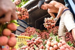 Japanese experts poised to inspect Luc Ngan lychee exports