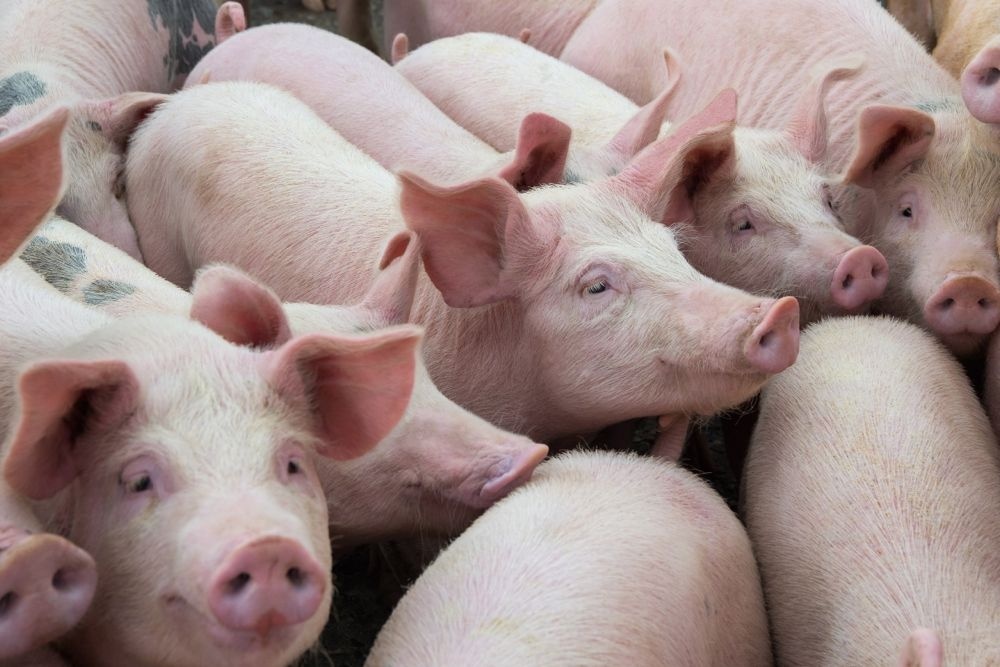 Eight Vietnamese businesses eligible to import pigs from Thailand