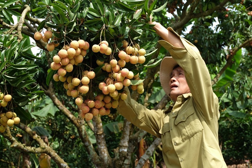 “Thieu lychee kingdom” looks to conquer demanding markets