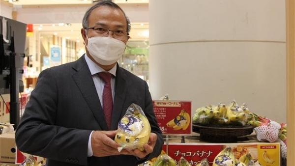 Vietnamese bananas gain a foothold in Japanese market