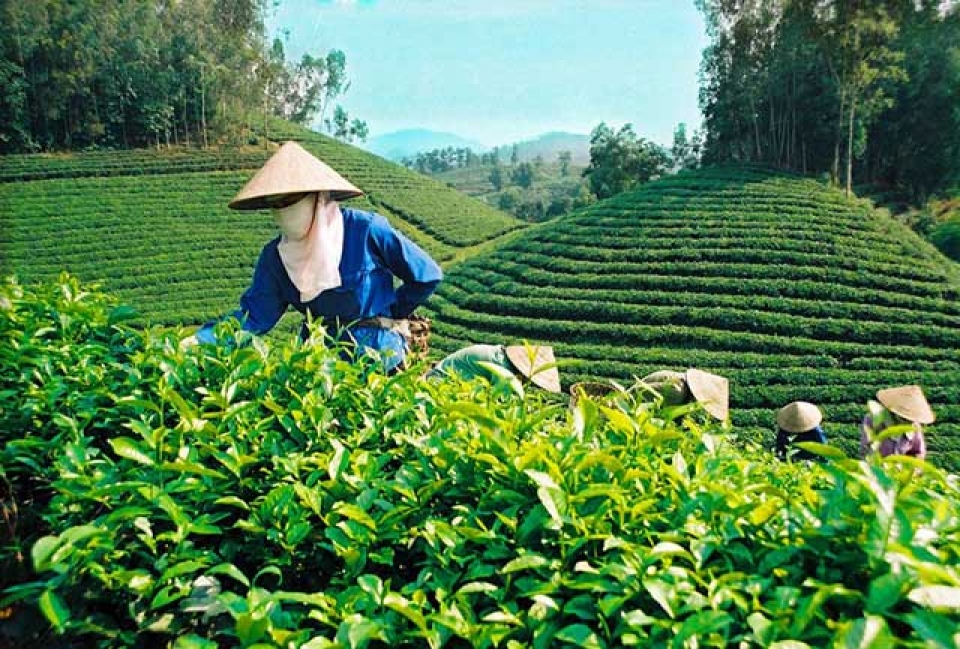 vietnam tea exports ranked fifth worldwide