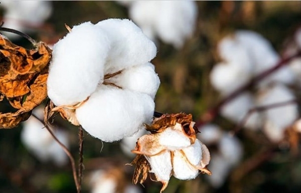 India looks to boost cotton exports to Vietnam